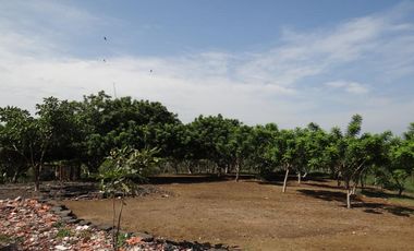 finca en venta en corregimiento de saco. Cod V13402