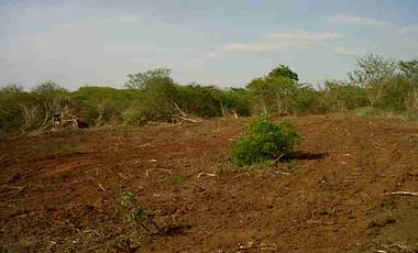 finca en venta en corregimiento de saco. Cod V13402