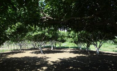 finca en venta en corregimiento de saco. Cod V13402