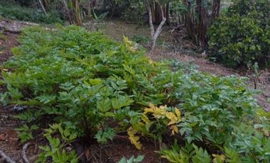 finca en venta en yumbo. Cod V11927