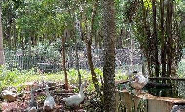 Hermosa Finca de 103 hectáreas  en venta cerca de Mérida