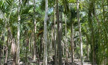 Hermosa Finca de 103 hectáreas  en venta cerca de Mérida