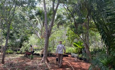 Hermosa Finca de 103 hectáreas  en venta cerca de Mérida