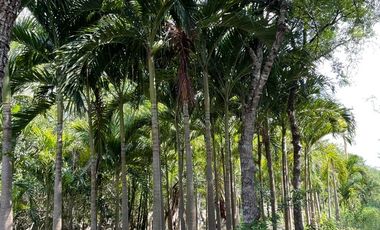 Hermosa Finca de 103 hectáreas  en venta cerca de Mérida