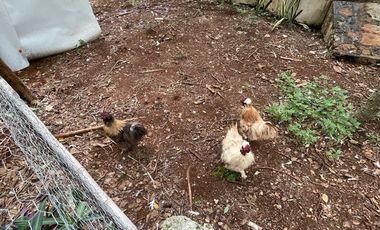 Hermosa Finca de 103 hectáreas  en venta cerca de Mérida