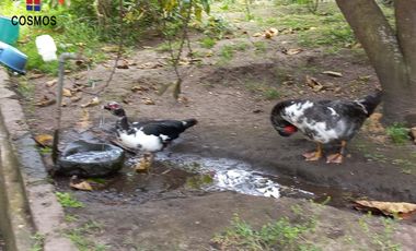 Casa de campo con terreno en Chachimbiro