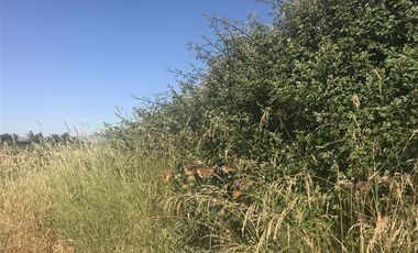 Sitio en Venta en La Lumbrera de Puangue - Melipilla