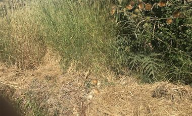 Sitio en Venta en La Lumbrera de Puangue - Melipilla