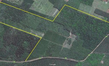 Venta Campo 19 hectáreas C/Plantación Montecarlo Misiones