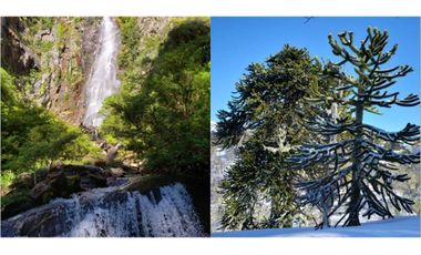 Parque ecológico residencial 109,5 ha en Melipeuco