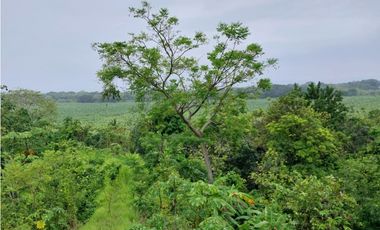 SE VENDE LOTE VA SANTA MARTA - PALOMINO DE 10 HECTREAS