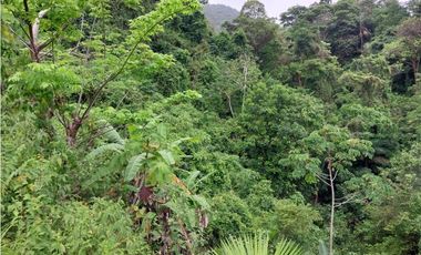 SE VENDE LOTE VA SANTA MARTA - PALOMINO DE 10 HECTREAS