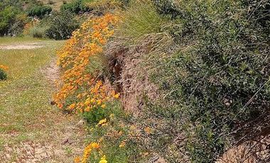 Parcela venta Quilpué, Ruta Lo Orosco, acceso a Ruta 68