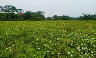 Lokasi sumber wuluh Dawar blandong Mojokerto dari jalan beton masuk 100m