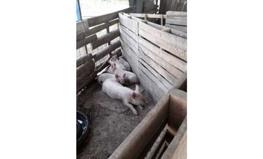 Campo en Mariano Boedo  Formosa