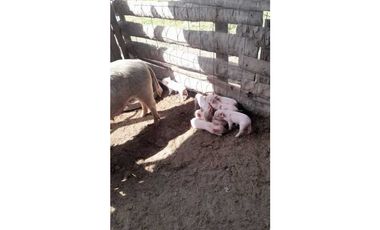 Campo en Mariano Boedo  Formosa