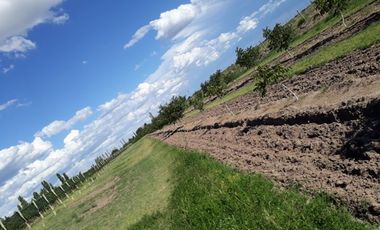 Finca en Las Paredes - 10 hectareas 1Âº regante