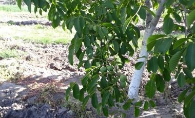 Finca en Las Paredes - 10 hectareas 1Âº regante