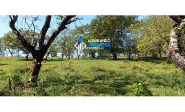 Vendo hermosa finca de 2 hectareas en Quiteño, David.