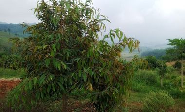 Ampun Murah Banget | Dijual Tanah Kebun Produktif di Bogor