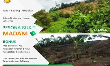 Ampun Murah Banget | Dijual Tanah Kebun Produktif di Bogor