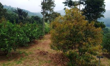 Ampun Murah Banget | Dijual Tanah Kebun Produktif di Bogor