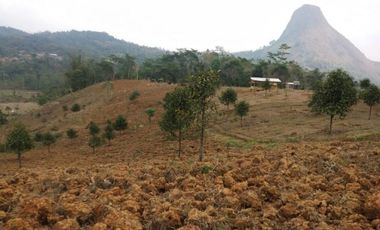 Tanah Kebun Produktif Murah di Bogor Siap Untuk Panen
