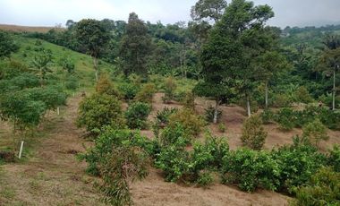 Tanah Kebun Luas 45 Juta di Bogor Timur