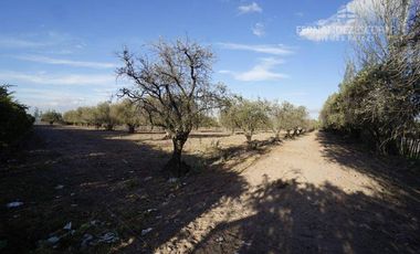 FERNANDEZ POEPPEL Vende Terreno 7,5 Ha Coquimbito Maipu