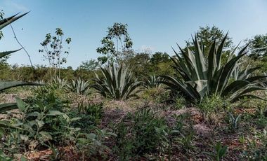 Rancho en Venta en zona Oriente del estado de Yucatán.