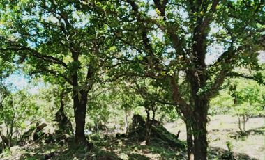 Terreno en venta en Tepoztlán Morelos, ideal para amantes de la naturaleza