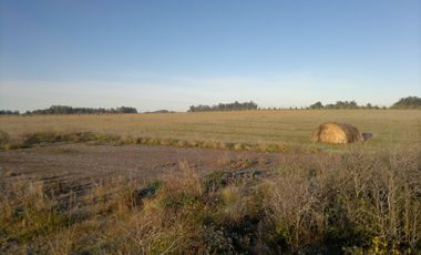 QUNTA 5 HAS.  IDEAL EMPRENDIMIENTO AGRO-INDUSTRIAL.