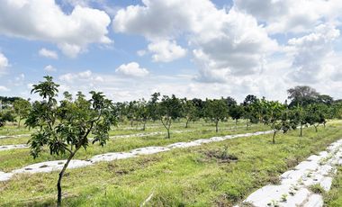 lote en venta en bolo alizal sur de palmira. Cod V9020152