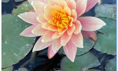 CAMINO ANTIGUO MELIPILLA EL MONTE / CHIÑIGÜE LAS ROSAS