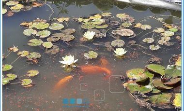 CAMINO ANTIGUO MELIPILLA EL MONTE / CHIÑIGÜE LAS ROSAS