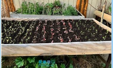 CAMINO ANTIGUO MELIPILLA EL MONTE / CHIÑIGÜE LAS ROSAS