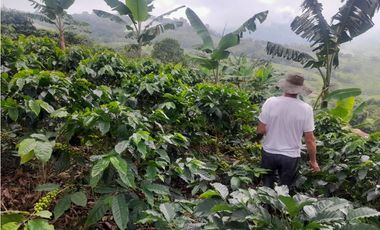 Venta Finca en Fredonia, 38.400 mts, Independiente