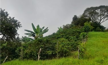 Venta Finca en Fredonia, 38.400 mts, Independiente