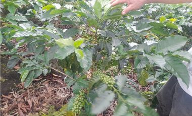 Venta Finca en Fredonia, 38.400 mts, Independiente