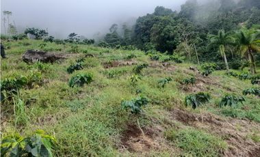 Venta Finca en Fredonia, 38.400 mts, Independiente