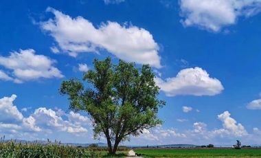 San José Iturbide Gto.45 Ha Planas con frente a carretera entre  Dr. Mora y SMA