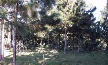 GUIDEK STASIUK PROPIEDADES VENDE EXCELENTE CHACRA SOBRE RUTA, EN PRODUCCION EN  COLONIA ALBERDI, 22HECTAREAS, TITULO, TE, YERBA, PINO, VIVIENDA, TIERR