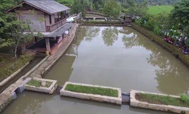 Kebun dan Kolam Ikan di Subang Cocok Usaha Di Masa Pandemi