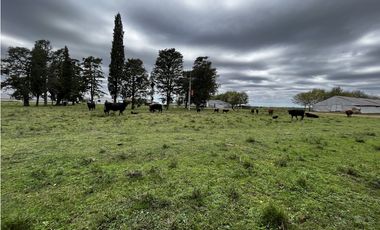 Vendo Campo 76 Hectáreas en Caseros, Entre Ríos.