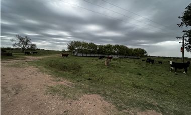 Vendo Campo 76 Hectáreas en Caseros, Entre Ríos.