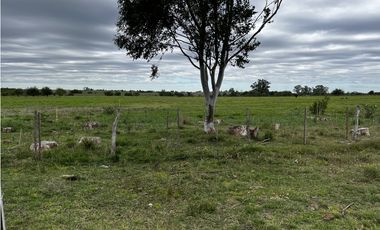 Vendo Campo 76 Hectáreas en Caseros, Entre Ríos.