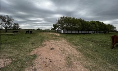 Vendo Campo 76 Hectáreas en Caseros, Entre Ríos.
