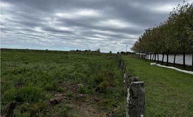 Vendo Campo 76 Hectáreas en Caseros, Entre Ríos.