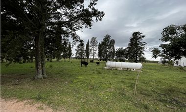 Vendo Campo 76 Hectáreas en Caseros, Entre Ríos.