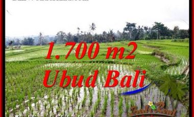 Peluang Investasi di Ubud Bali Tanah Murah Seluas 17 Are